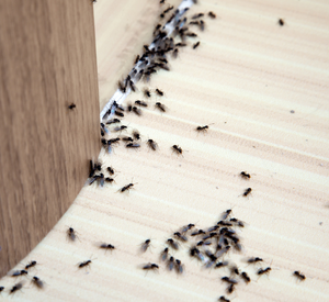 Ant Pest Control Pune