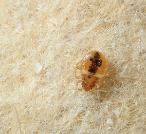 Bed Bug Pest Control Pune