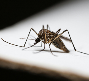 Mosquito Control Services Pune
