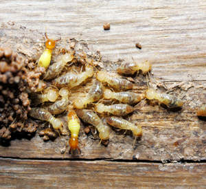 Termite Pest Control Pune